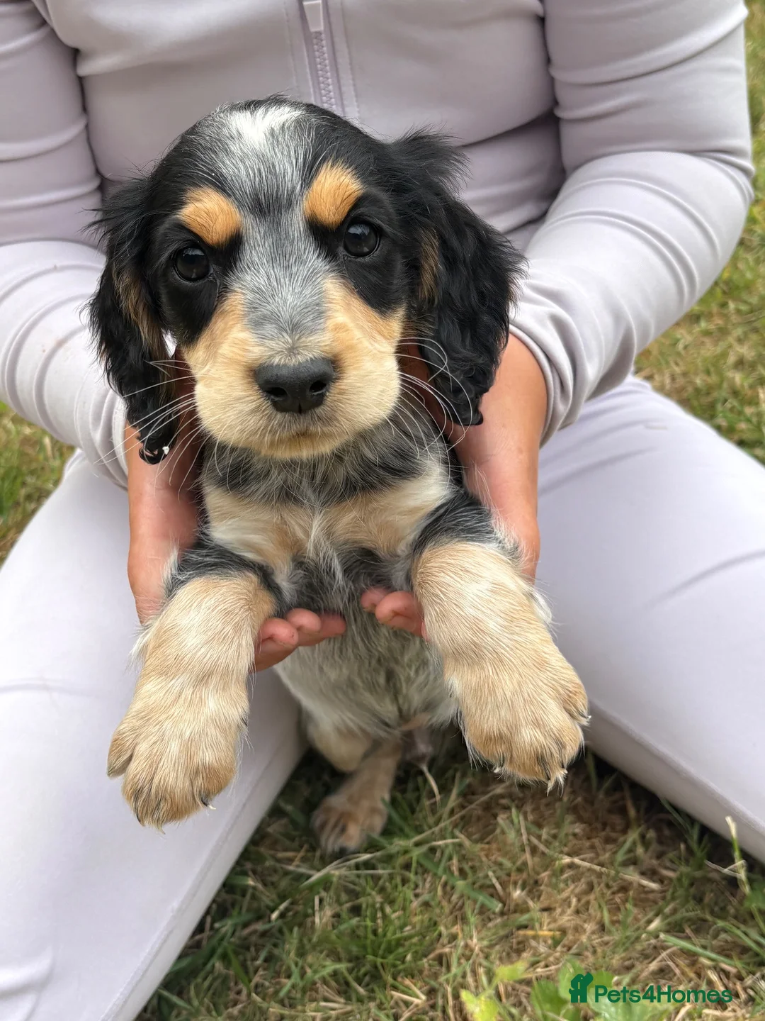 Cocker Spaniel dogs for sale: Spaniel pups  - Advert 2