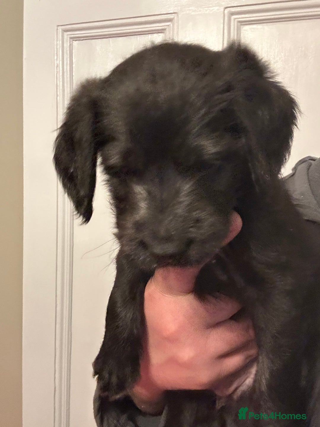 Labradoodle dogs for sale: Adorable Home-Raised F2B Labradoodle Puppies - Advert 8