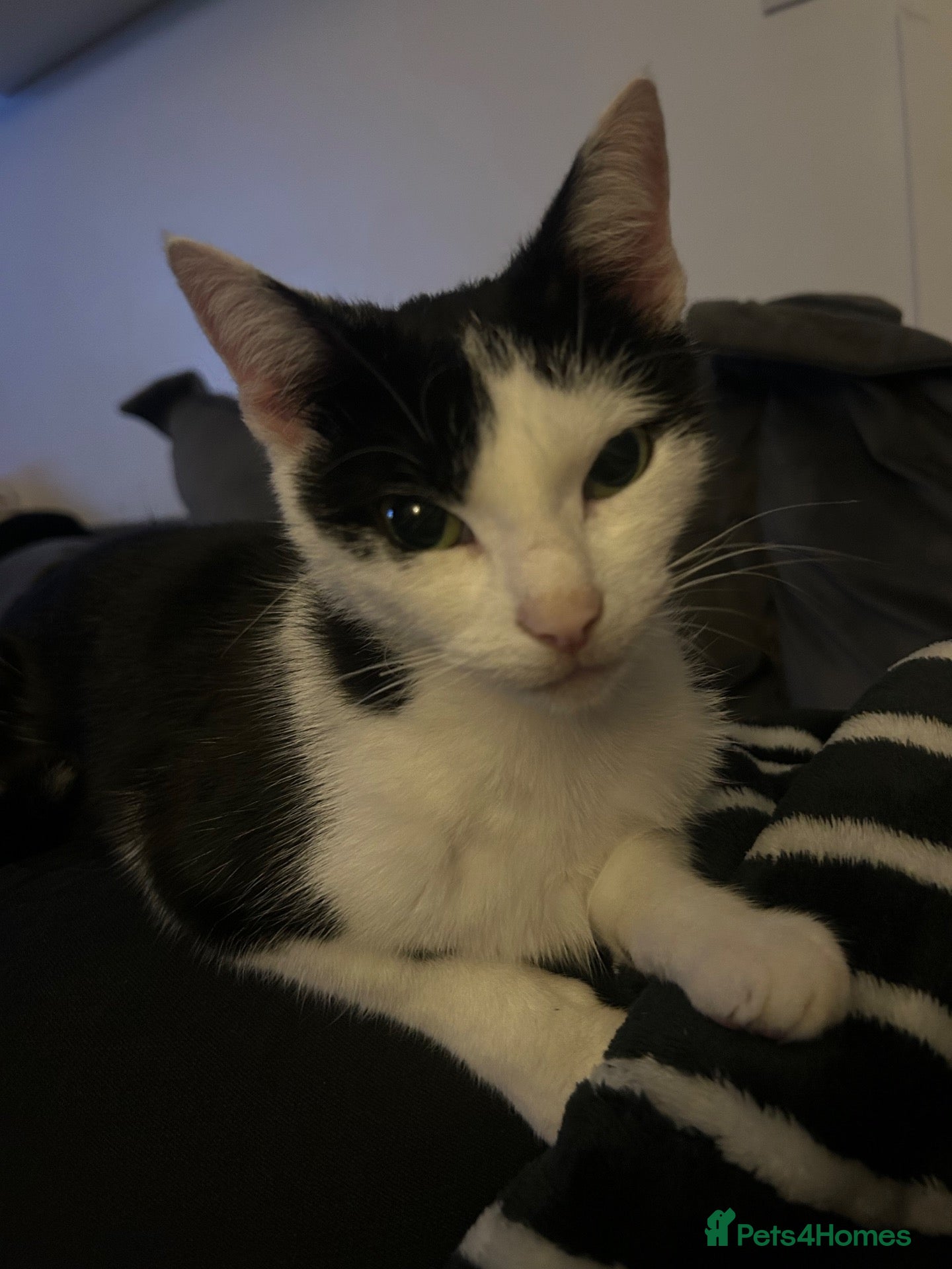 Mixed Breed cats 5 gorgeous kittens ready now - Advert 1