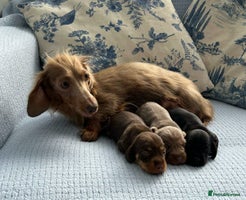 Miniature Dachshund dogs - Advert 3