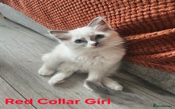 Ragdoll cats for sale: 8 Ragdoll Kittens Ready NOW - Image 5