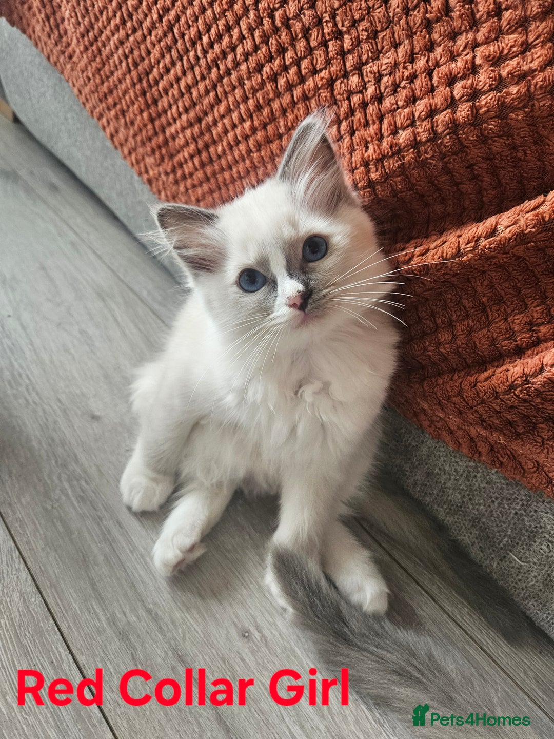 Ragdoll cats for sale: 8 Ragdoll Kittens Ready NOW - Image 5