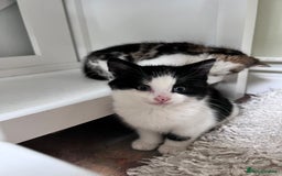 Bengal cats for sale: Bengal X kittens - Image 14