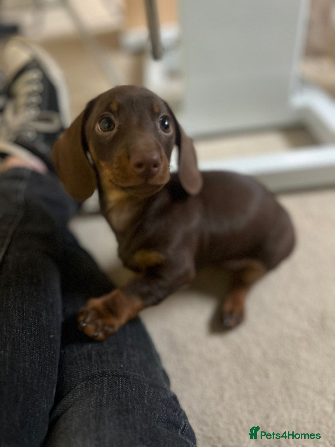 Miniature Dachshund dogs for sale: 3 Little Magical Miniature Dachshunds for Sale - Image 12