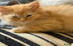 Mixed Breed cats for sale: Delightful Rag-doll Mixed Breed Kittens READY NOW! - Image 6