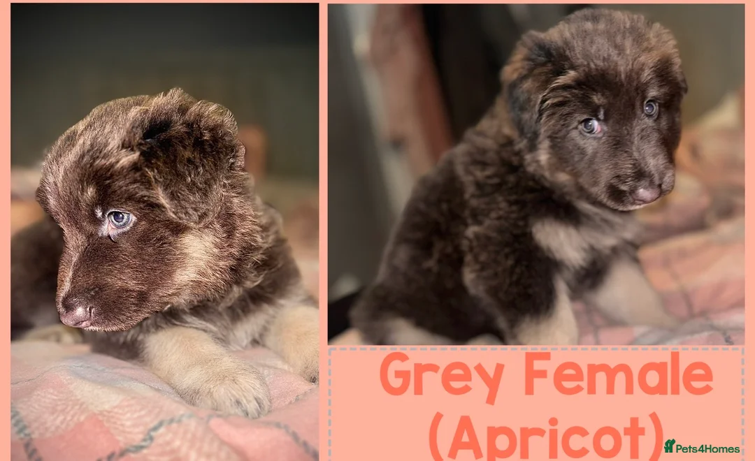 German Shepherd dogs for sale: ISABELLA & BLUE GSD PUPPIES *STUNNING* - Advert 6