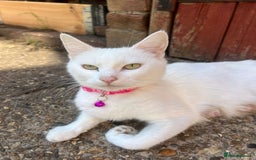 Mixed Breed cats for sale: Mircochipped female white kitten  - Image 9