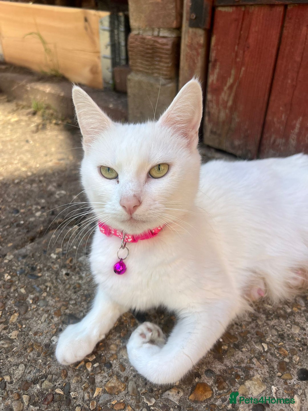 Mixed Breed cats for sale: Mircochipped female white kitten  - Image 9