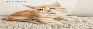 Pedro