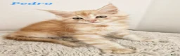 Maine Coon cats for sale: Stunning Maine Coon kittens  - Advert 1