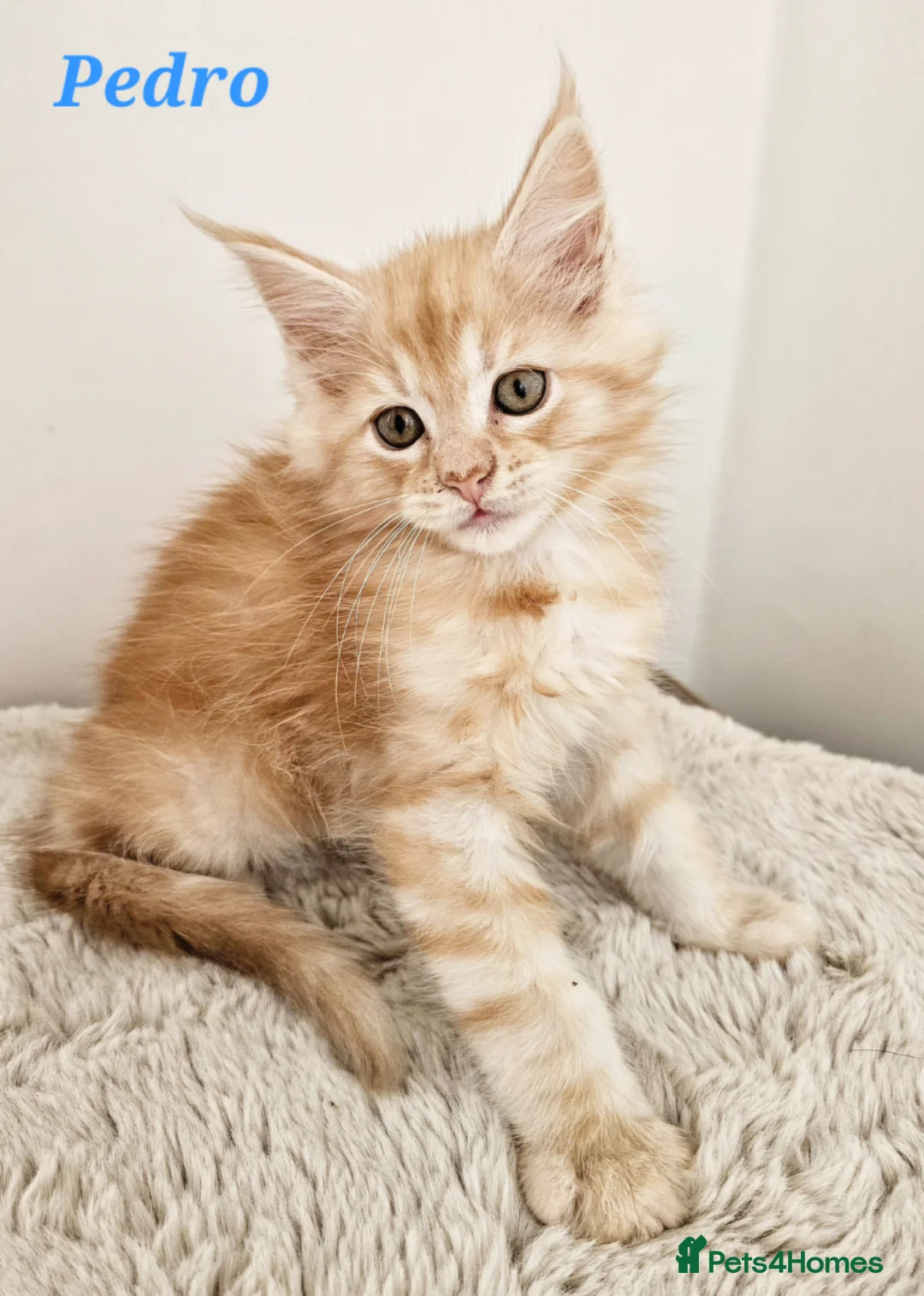 Maine Coon cats for sale: Stunning Maine Coon kittens  - Advert 1