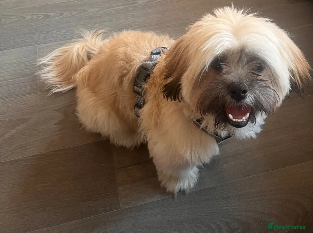 Malshi dogs for sale: Malshi pup  in Thame - Advert 2