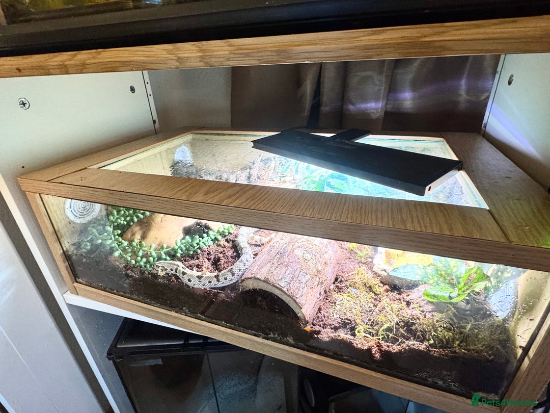 Snake reptiles for sale: Western Hognose Snake – Conda Het Albino (Male) - Image 5