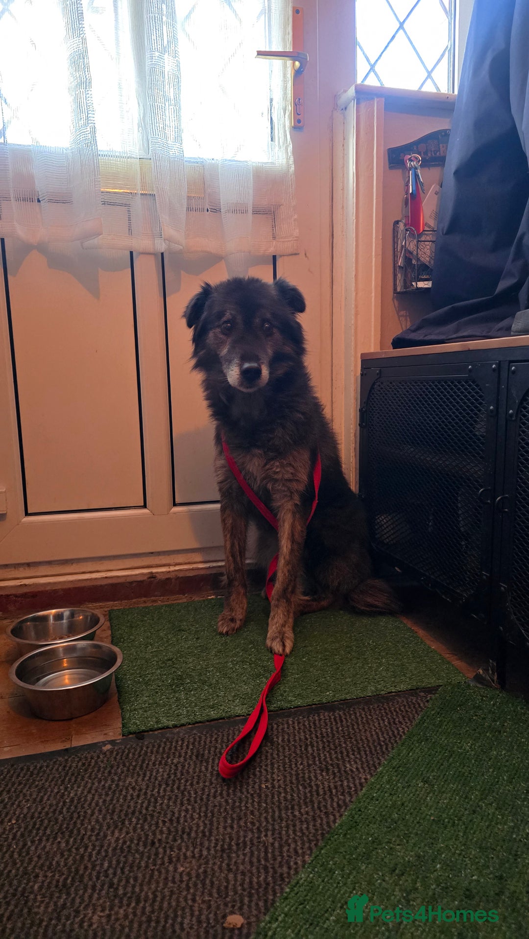 Mixed Breed dogs for adoption: Freya for adoption! - Advert 8