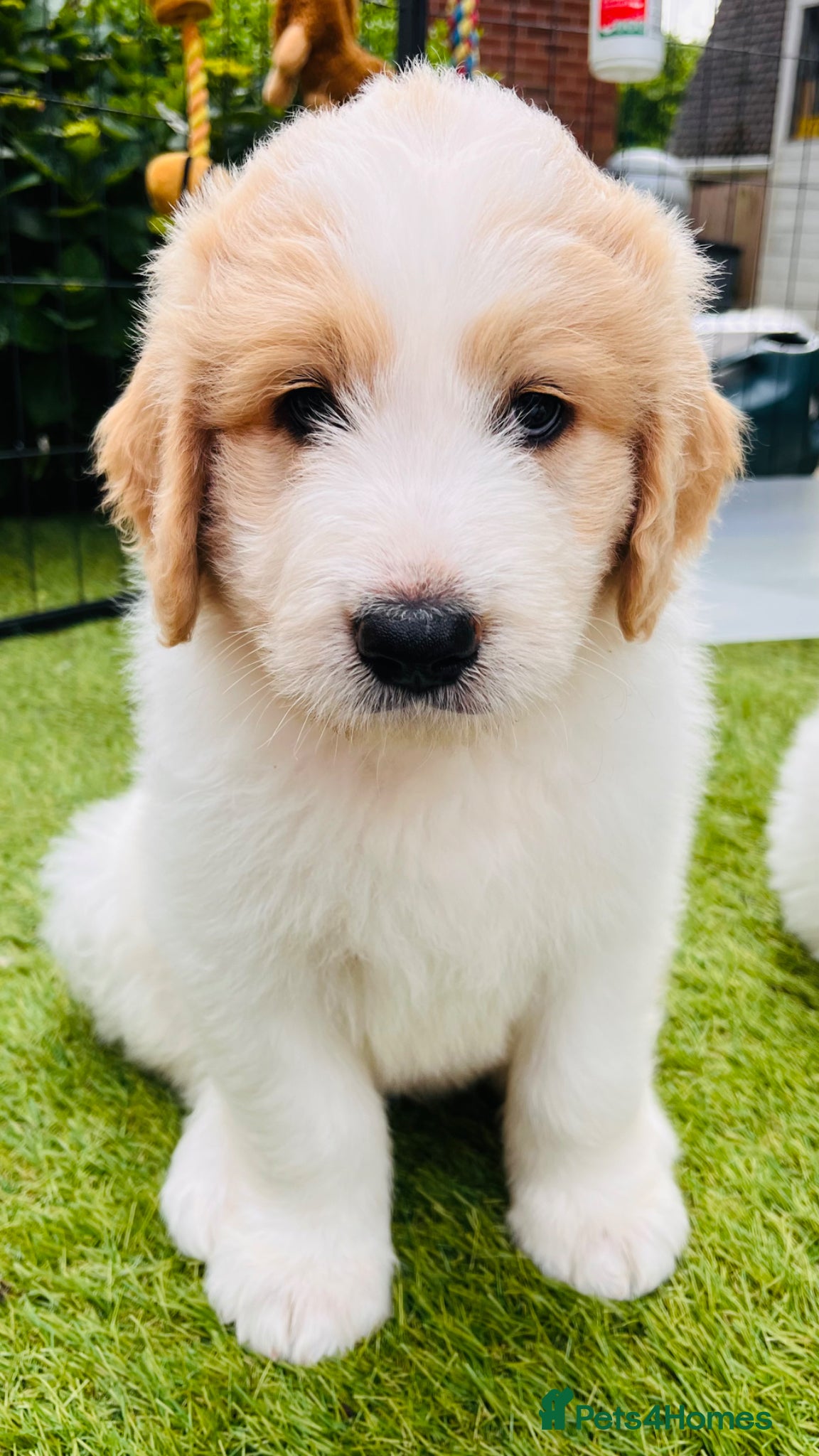 Mixed Breed dogs Exceptional Pyrenees Doodle Puppies   - Advert 2