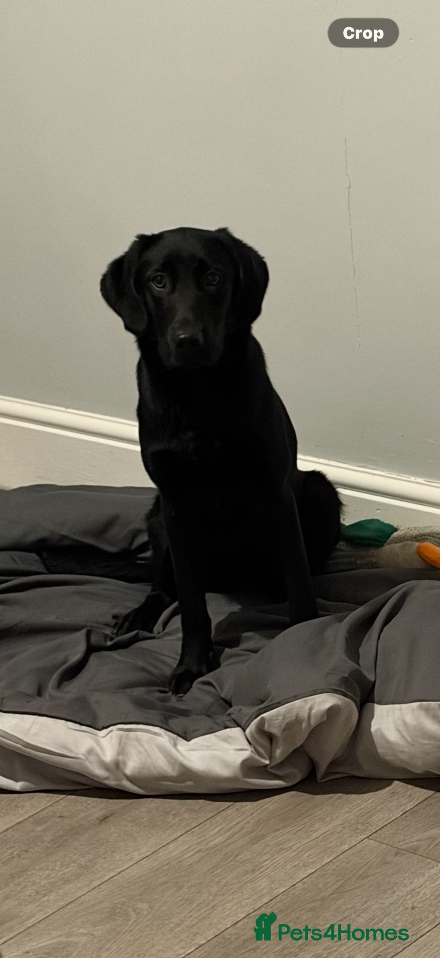 Labrador Retriever dogs Beautiful 9 month old female KC reg lab  - Advert 4