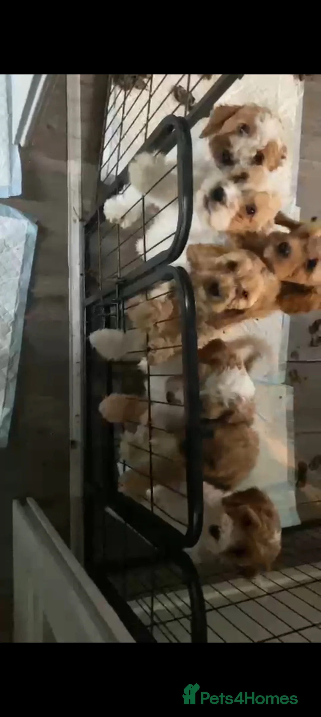 Cavapoo dogs for stud:  PROVEN F1 Cavapoo for stud in Birmingham - Advert 22