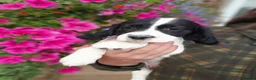 English Springer Spaniel dogs for sale: springer spaniel litter. 2 AVAILABLE  - Advert 6