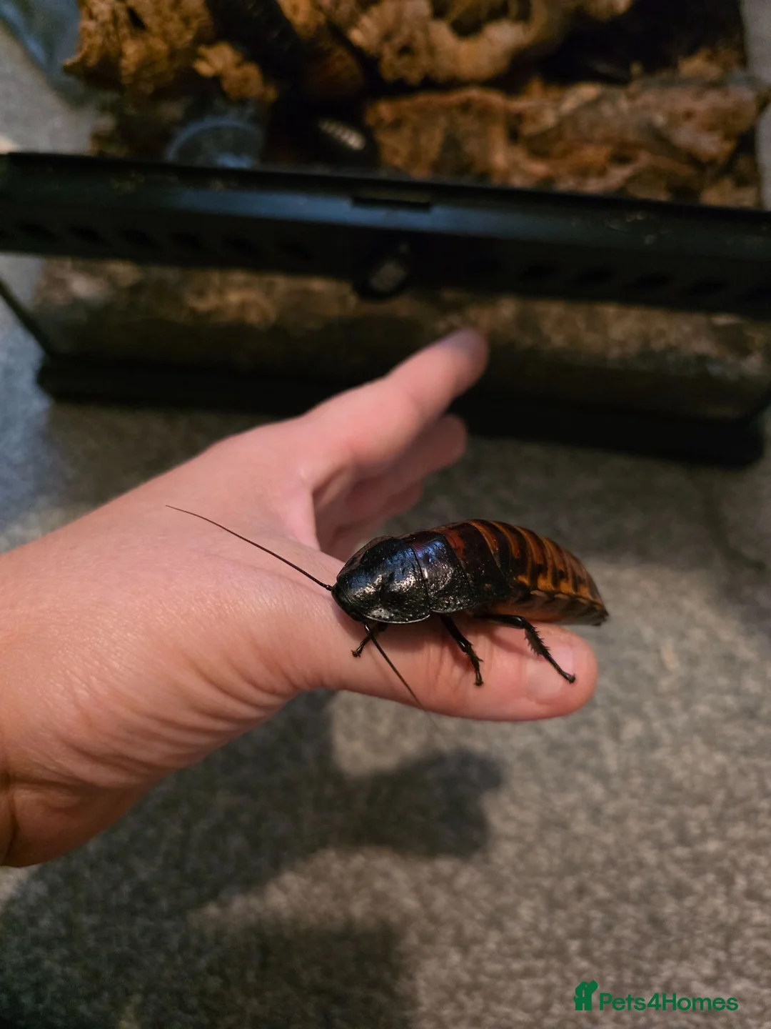 Cockroaches invertebrates for sale: Madagascan hissing cockroaches for sale - Advert 2