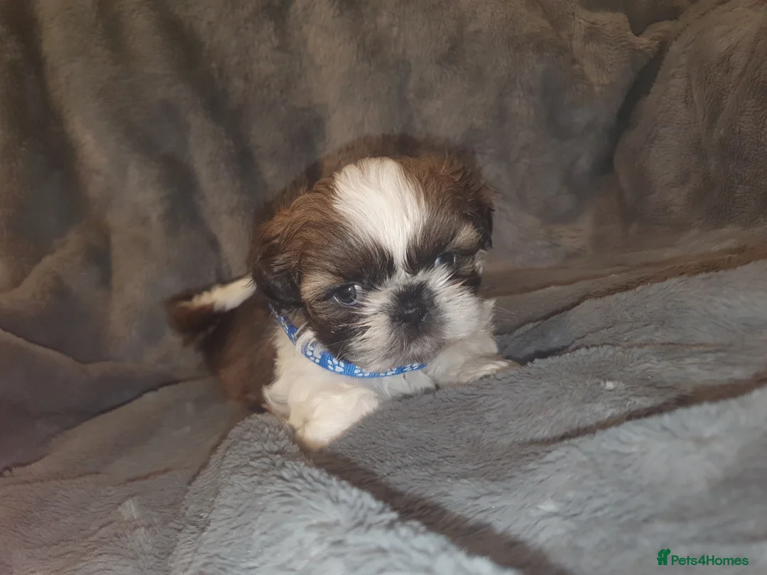 Shih Tzu dogs for sale: 7 shihtzu puppies for sale, merthyr tydfil  - Advert 8