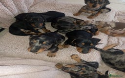 Dachshund dogs for sale: Dachshund cross pups 3/4 breed - Image 11