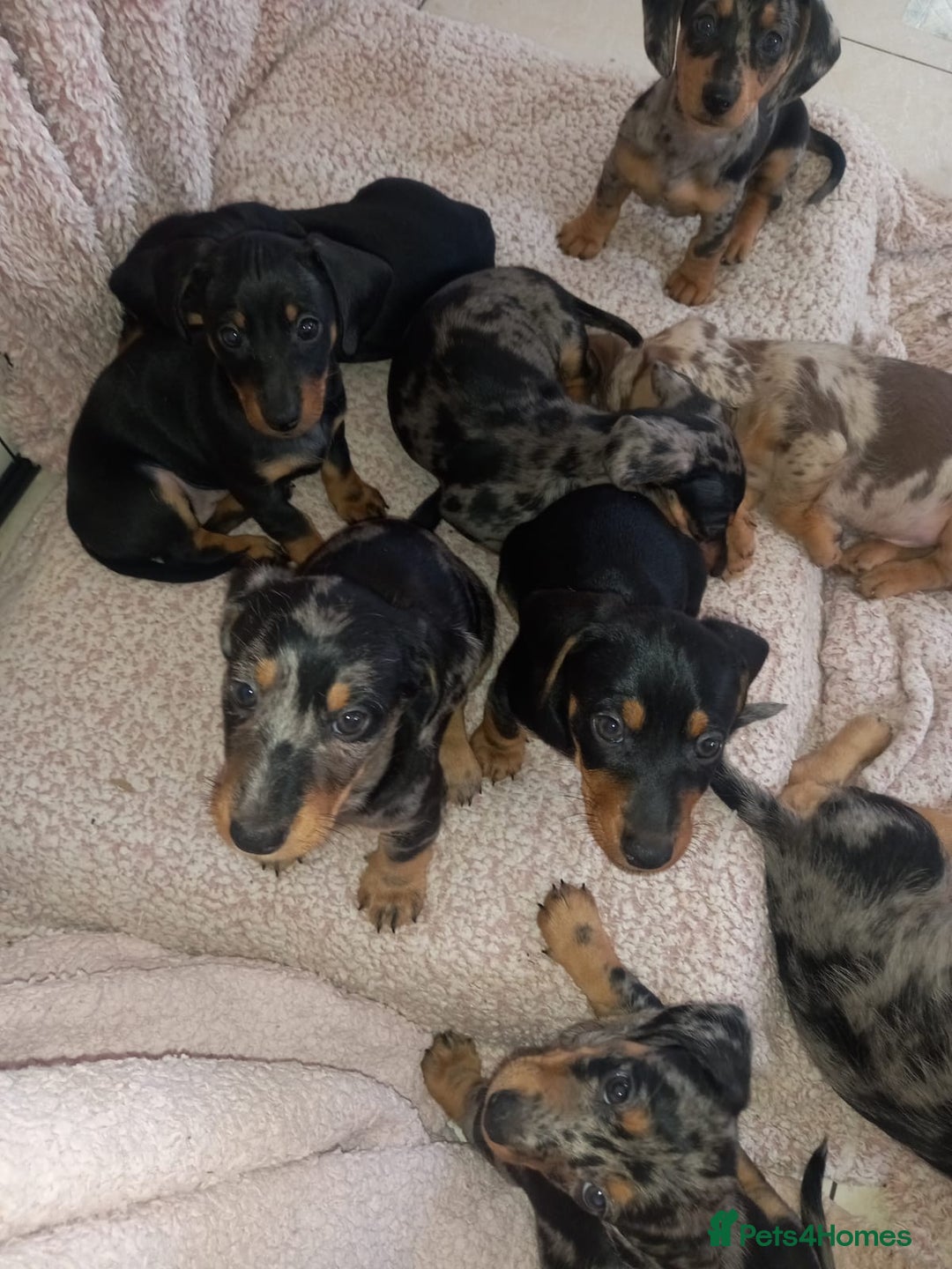 Dachshund dogs for sale: Dachshund cross pups 3/4 breed - Image 11