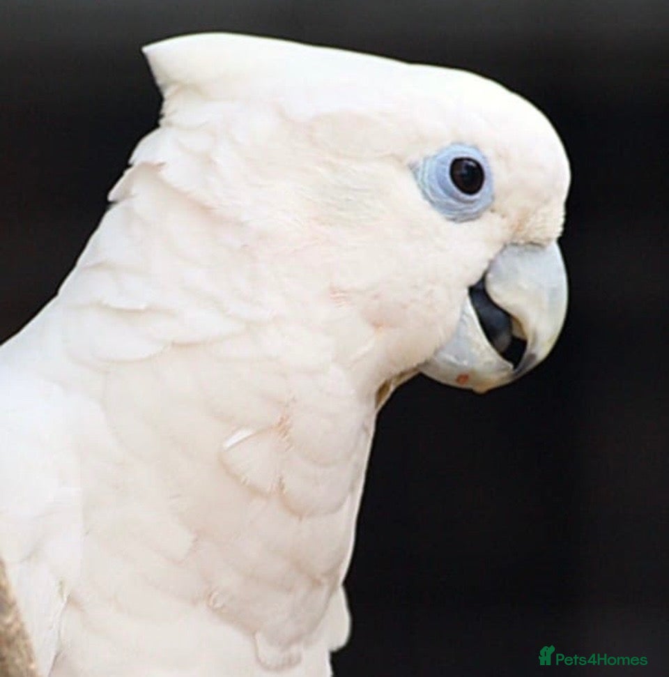 Cockatoo birds for sale: Female Ducorps cockatoo - Advert 2