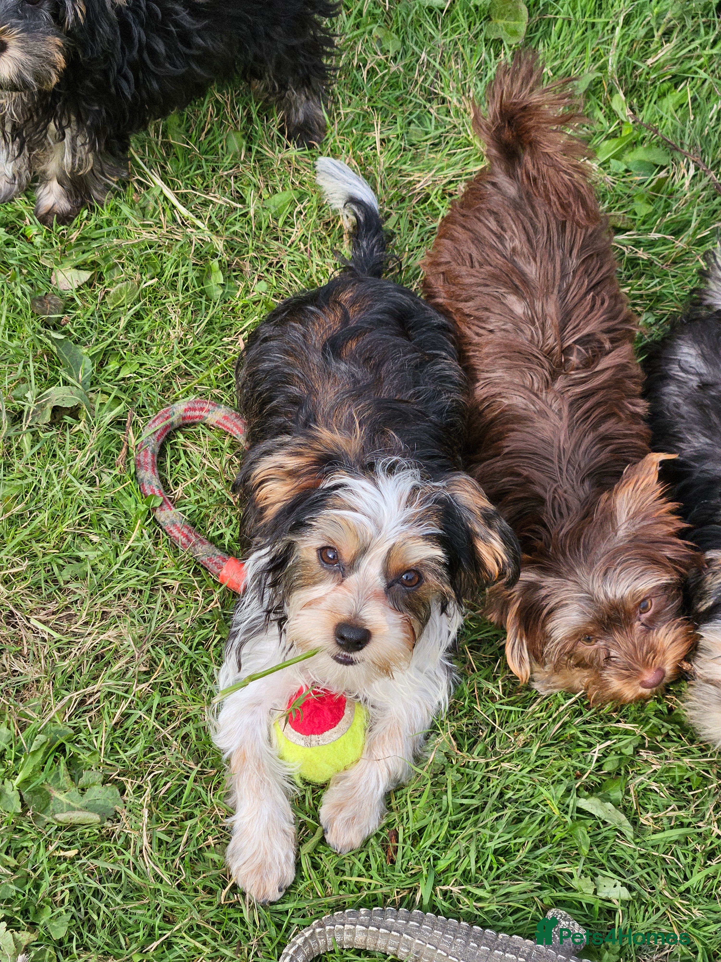 Yorkshire Terrier dogs 💜 DNA tested parents 💜 White Ocean Pearl boy  - Advert 3