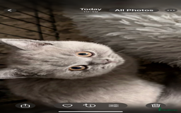 British Shorthair cats for sale: Adorable GCCF British Shorthair Kittens  - Image 9