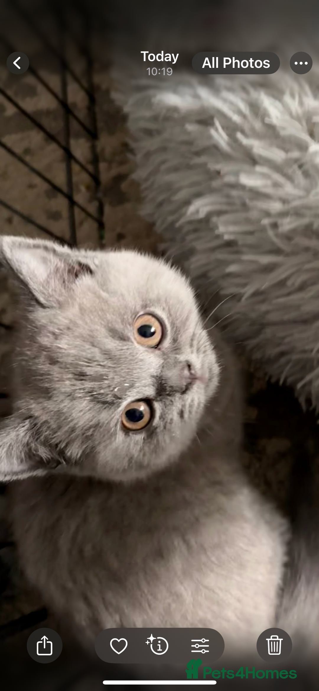 British Shorthair cats for sale: Adorable GCCF British Shorthair Kittens  - Image 9