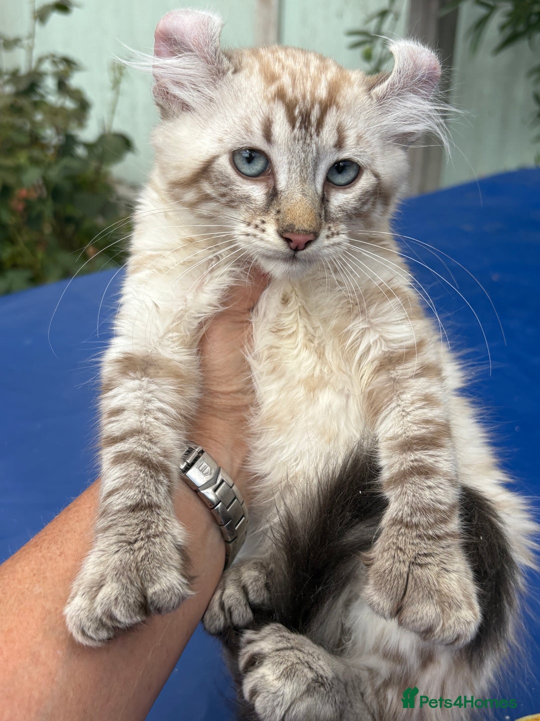 Keetso cats for sale: Stunning polydactyl longhaired snow leopard Keetso - Image 28