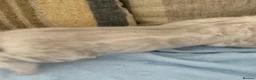 Bengal cats for sale: Beautiful Bengal babies  - Advert 14