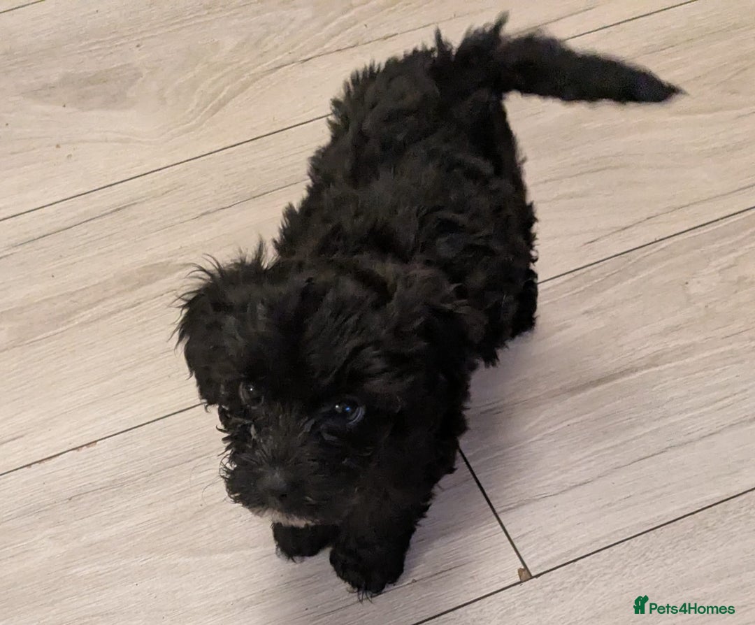 Mixed Breed dogs for sale: Cockapoo x cairn terrier - Image 2