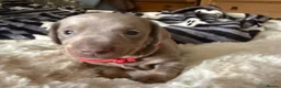 Dachshund dogs for sale: Miniature smooth-haired dachshund  - Advert 4