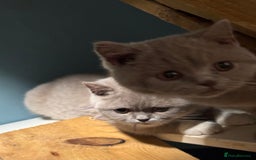 British Shorthair cats for sale: British short hair kittens  - Image 7