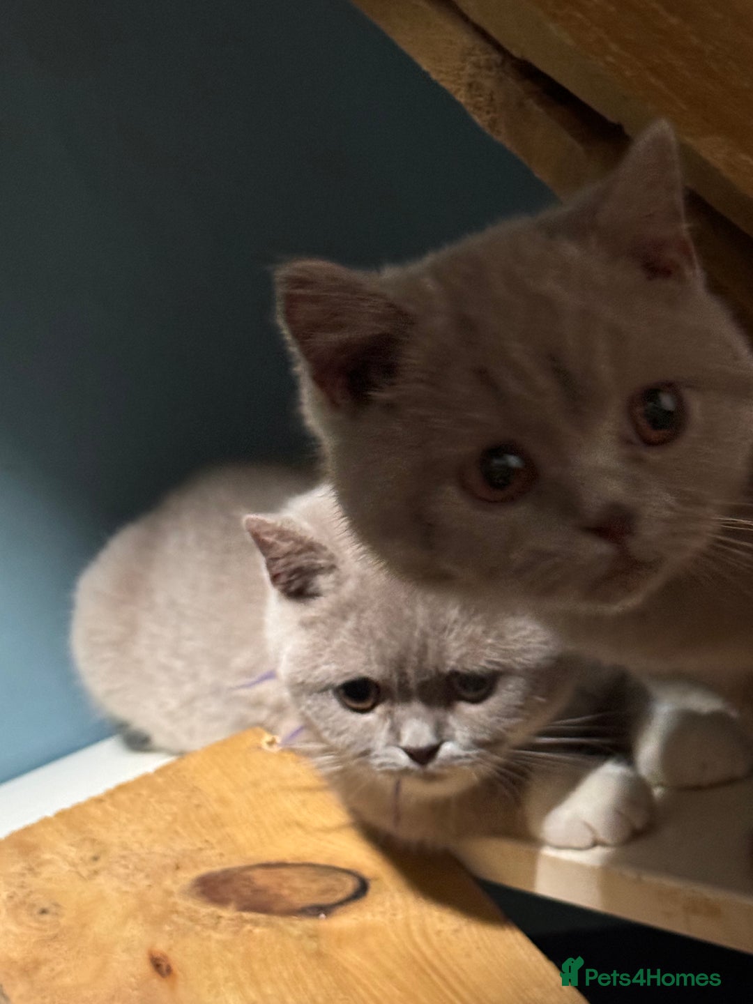 British Shorthair cats for sale: British short hair kittens  - Image 7
