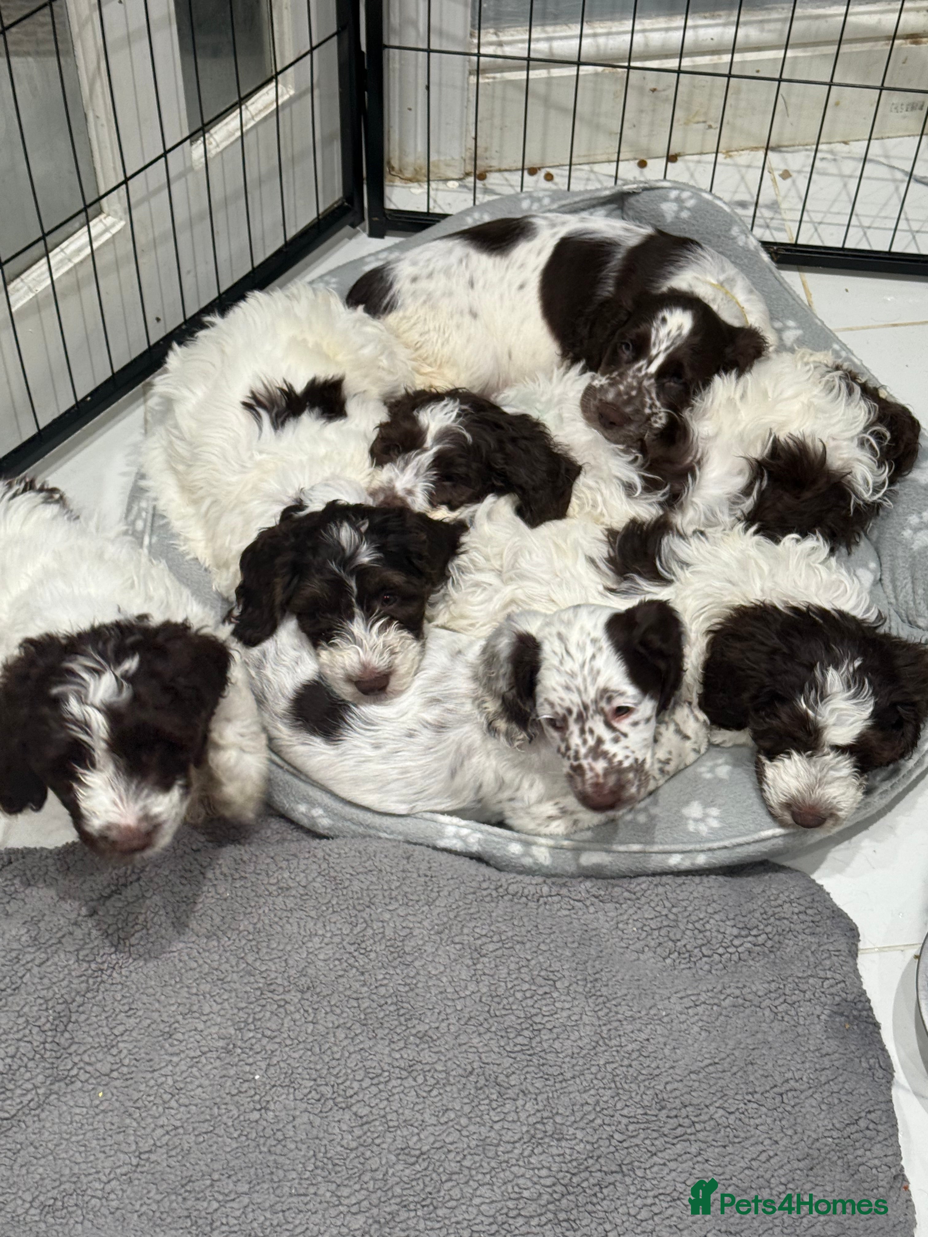 Cockapoo dogs Beautiful Cockapoo puppies for sale - Advert 1