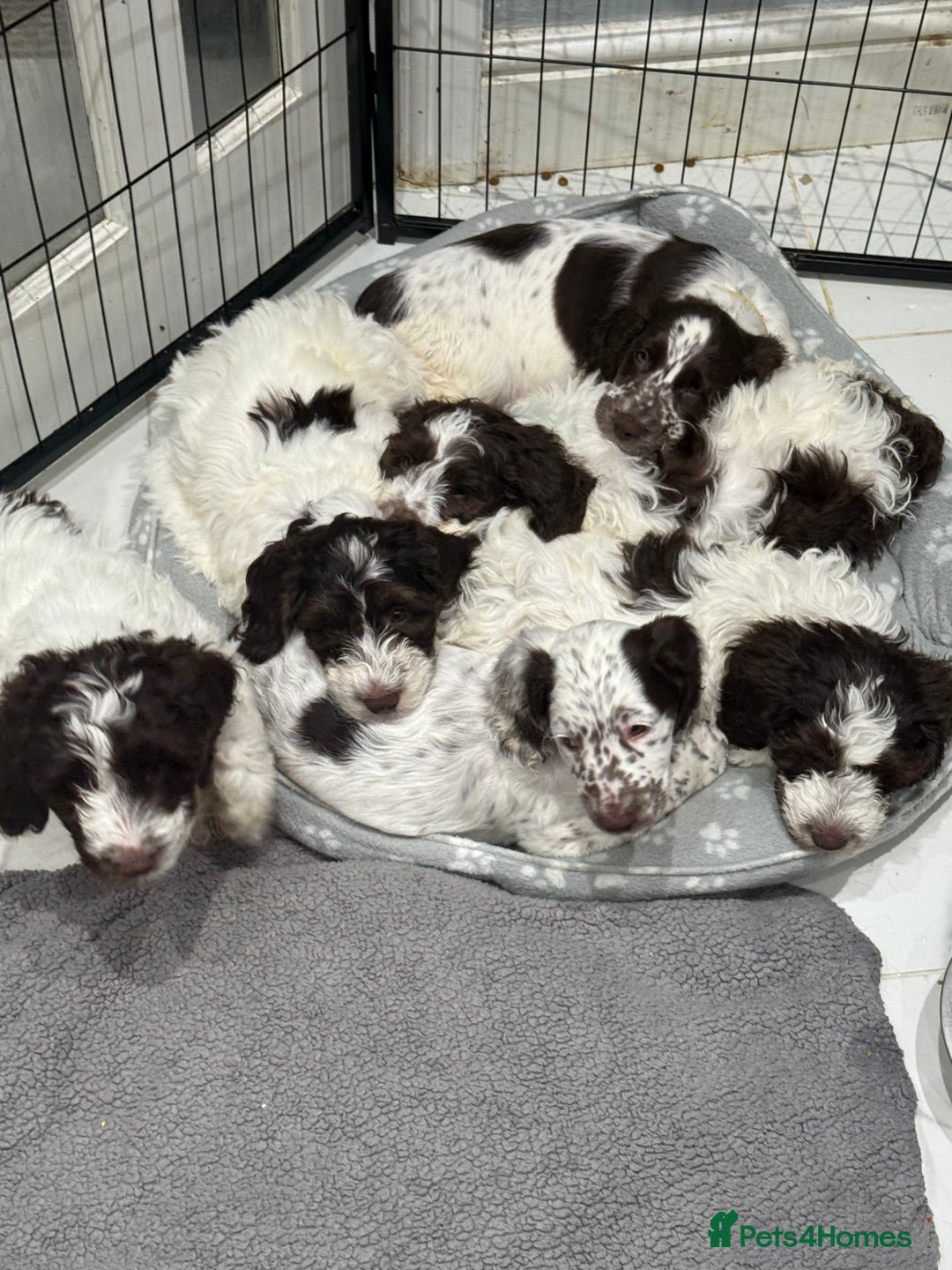 Cockapoo dogs for sale: Beautiful Cockapoo puppies for sale - Advert 1