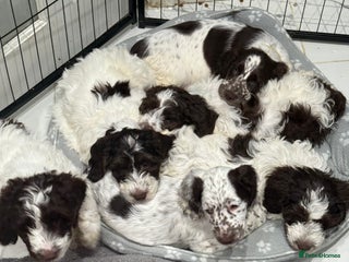 Cockapoo dogs Beautiful Cockapoo puppies for sale - Advert 1