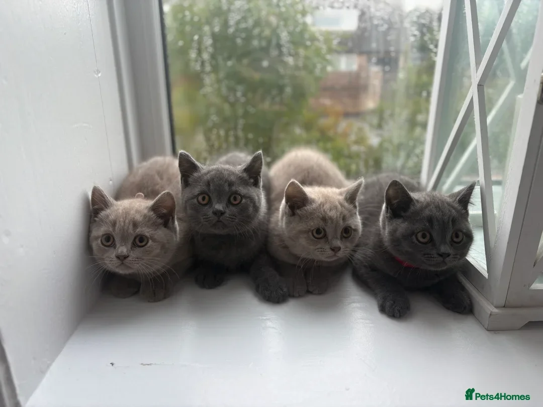 British Shorthair cats for sale: Beautiful BSH kittens- 1 boy remaining! REDUCED 🐾 - Image 6