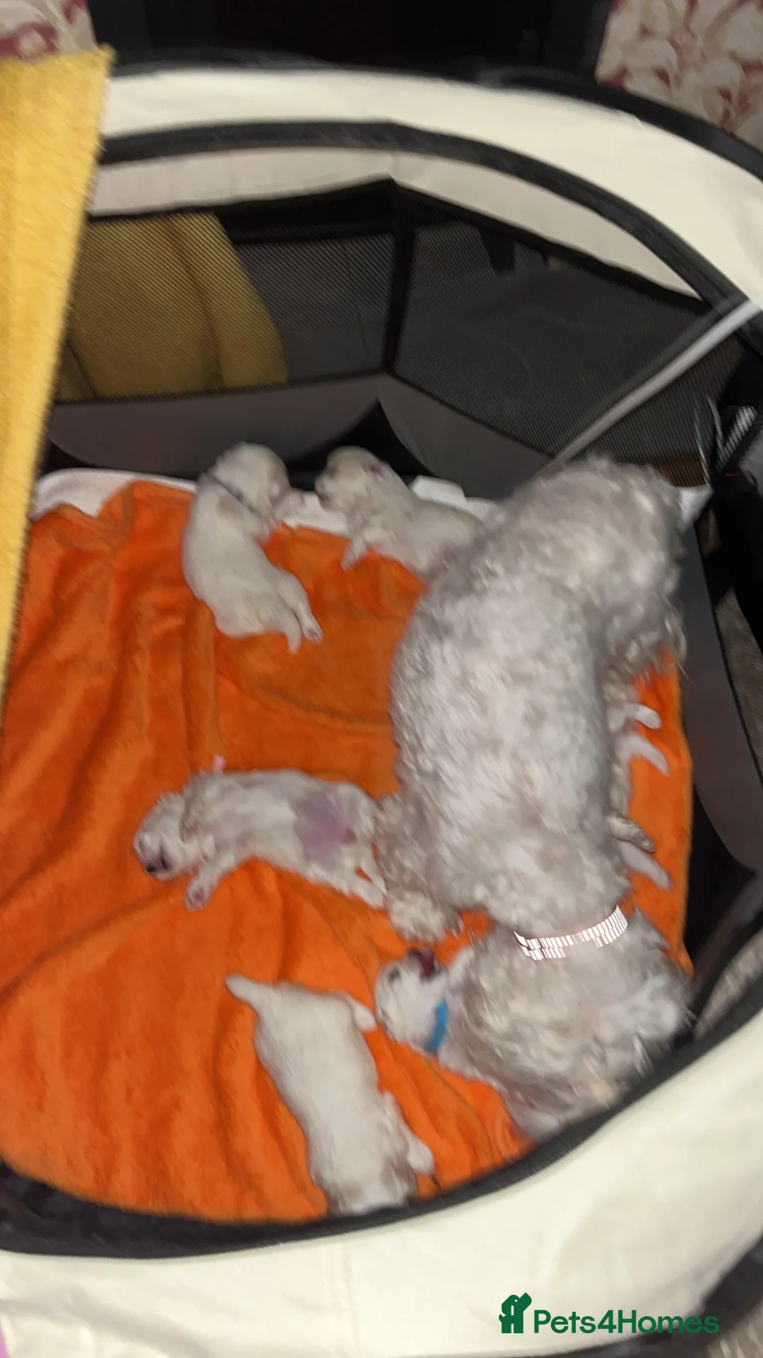 Maltese dogs for sale: Maltese babies - Advert 17