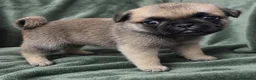 Pug dogs for sale: adorable pug puppies  in Bradford - Advert 8