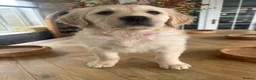 Golden Retriever dogs for sale:  Ready now Kc registered golden retriever puppies - Advert 3