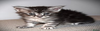 Maine Coon Kitten 6