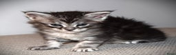 Maine Coon cats for sale: Maine Coon kittens - Beautiful and cheeky  - Advert 10
