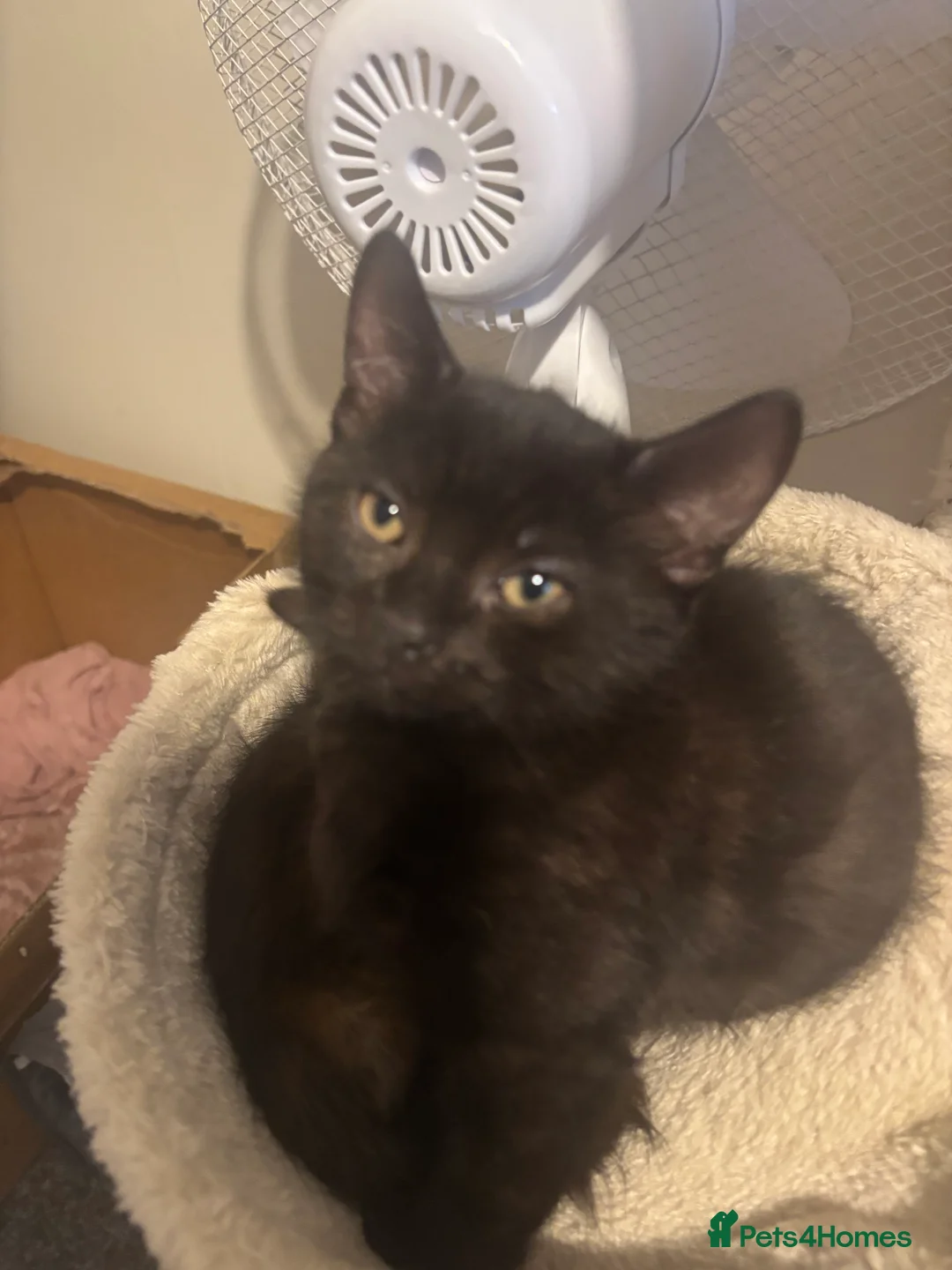 Mixed Breed cats for sale: 3 Beautiful Kittens  - Advert 8