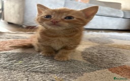 Mixed Breed cats for sale: 3 beautiful kittens for sale.  - Image 15