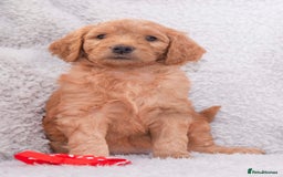Goldendoodle dogs for sale: Goldendoodles ready in 1 weeks, Beautiful babies. - Image 9