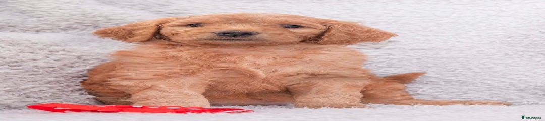 Goldendoodle red 