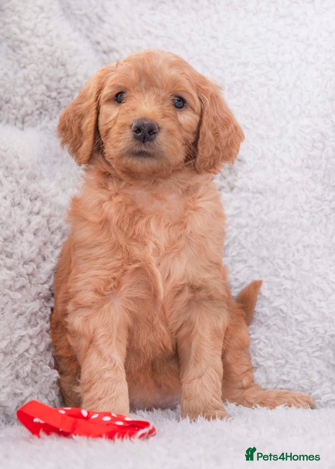 Goldendoodle dogs for sale: Goldendoodles ready in 1 weeks, Beautiful babies. - Image 9
